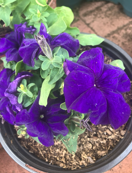 Purple flower in black pot