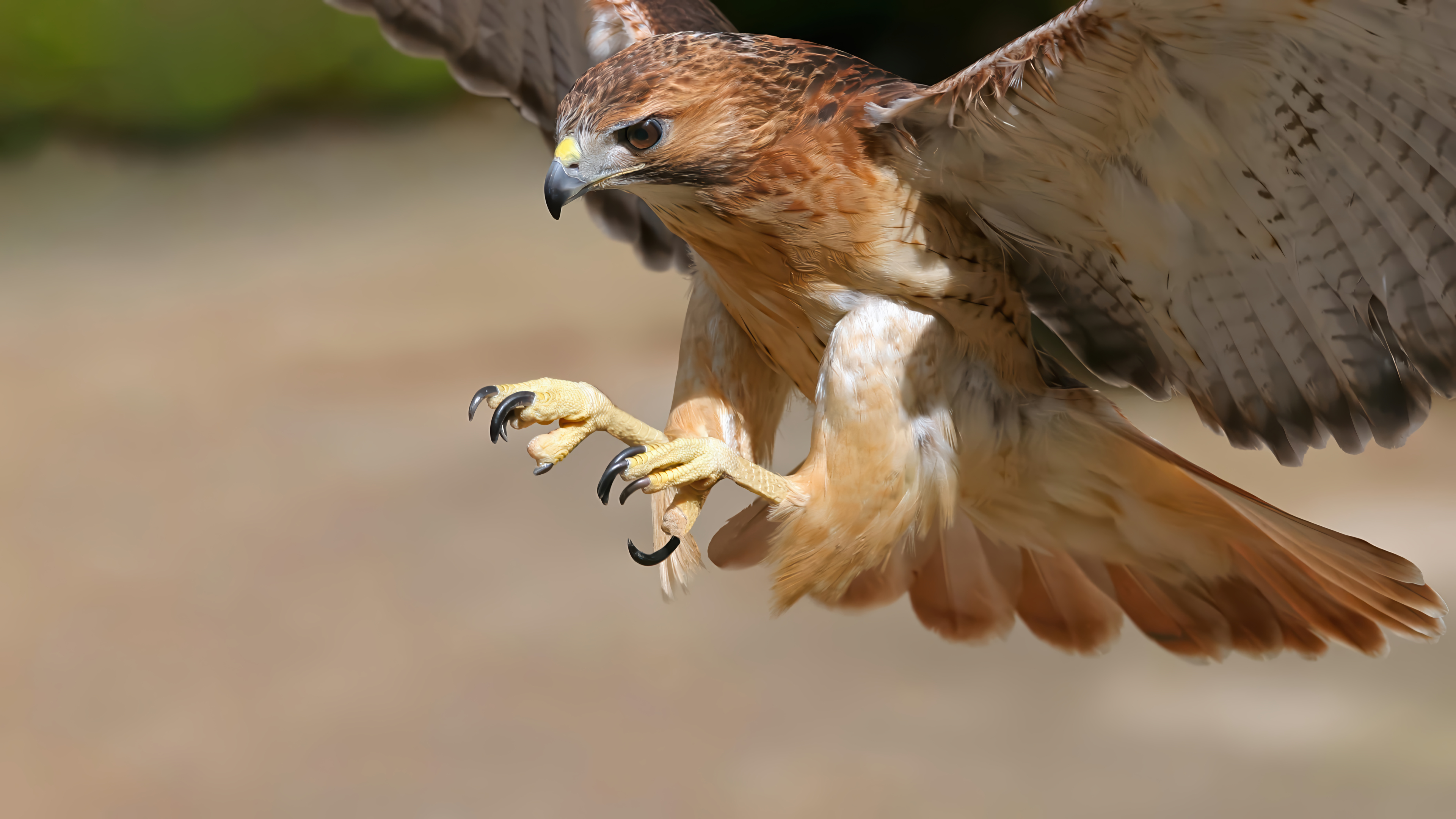 Hunting Eagle Flight