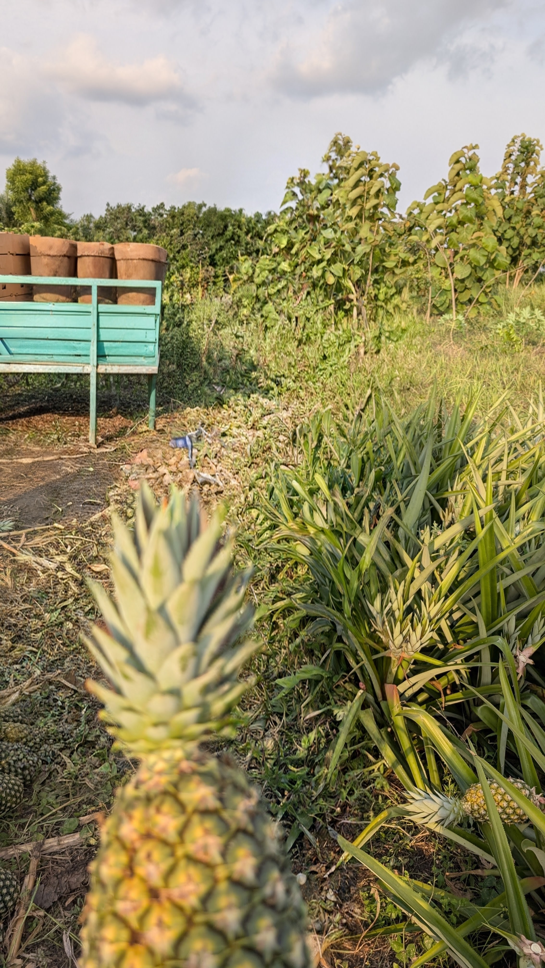 Plantation naturelle