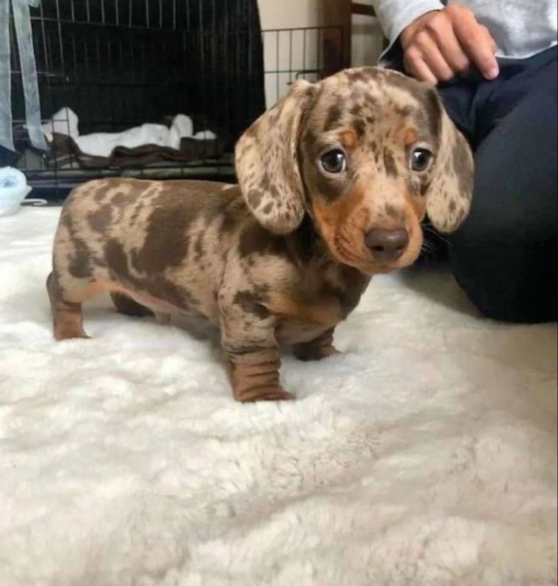 Brown Dachshund puppy standing on a white pad indoors