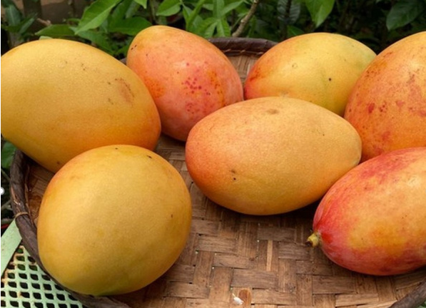 Mangue fraîche