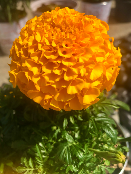 Orange round flower