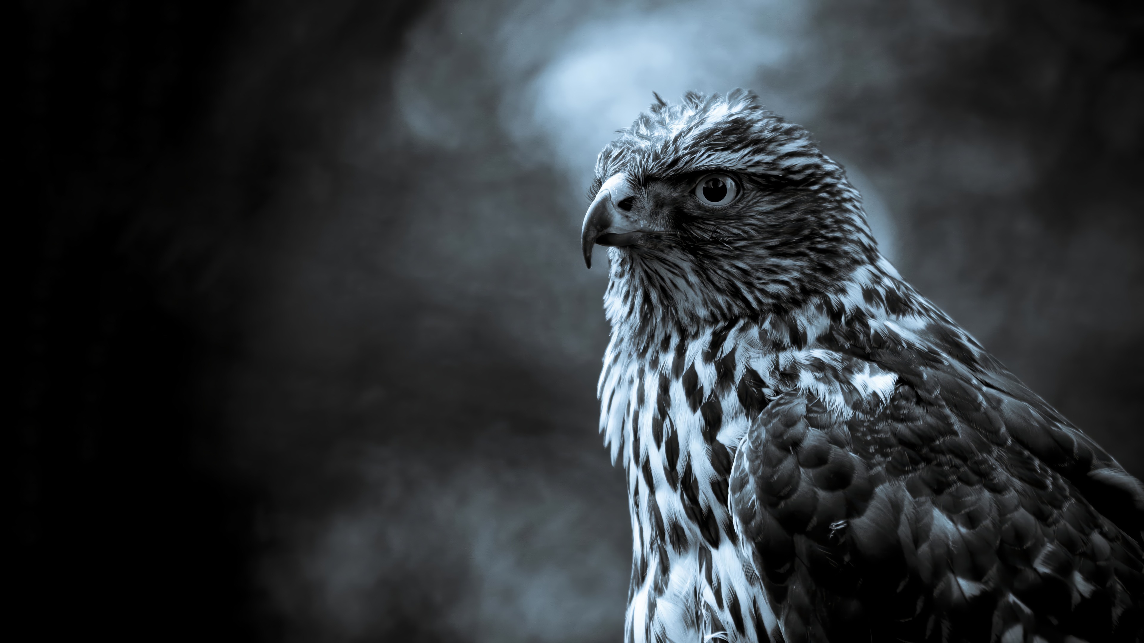 Falcon Close Up