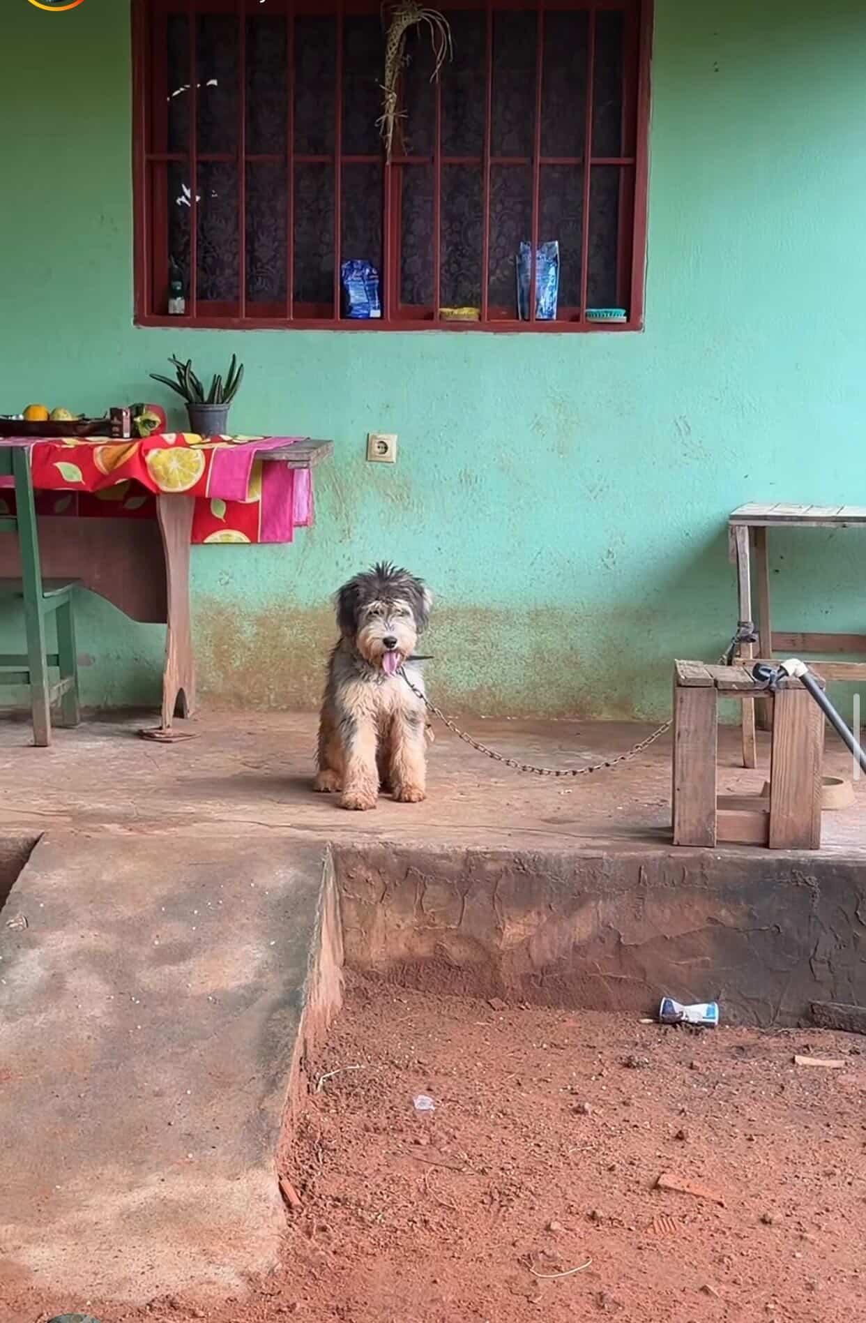 Perro en patio del refugio
