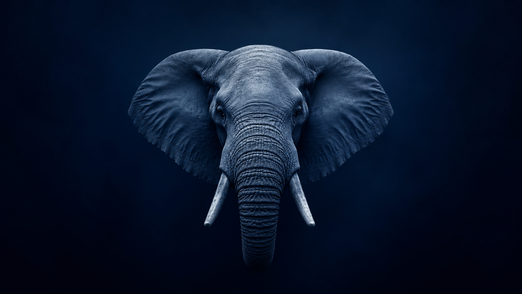 VASTER Elephant Hero Banner