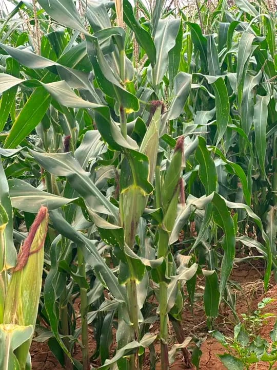 Maize crop close-up