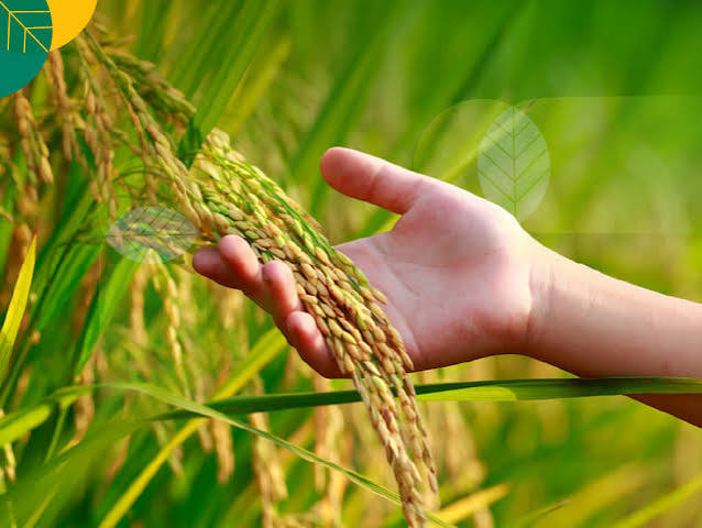 Petani memegang bulir padi emas di sawah