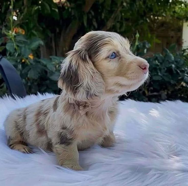 Light brown Dachshund puppy with dark stripes sitting on a white cushion in a garden