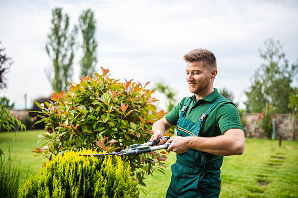 Landscaping professional pruning bushes with garden shears in a lush green yard