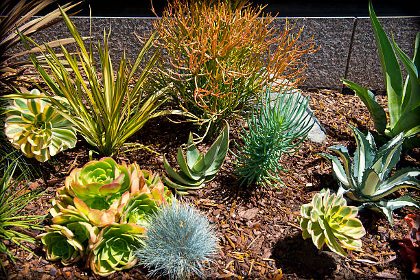 Diverse succulent garden display with sword-shaped agave plants, orange-red branching plants, blue-green needle-like foliage, lotus-shaped succulents, blue globe-shaped plants, and white-variegated broad-leaf plants arranged in bark mulch with stone border edging