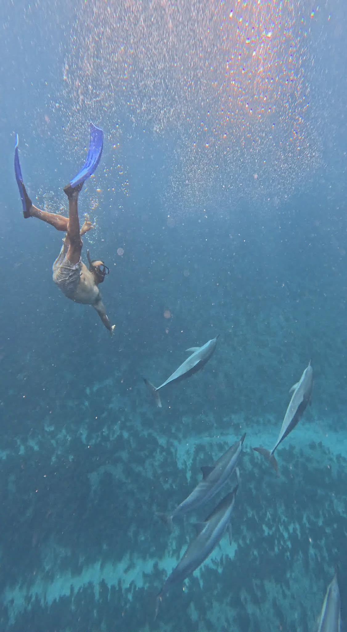 Snorkeling with tropical fish in Mauritius coral reef