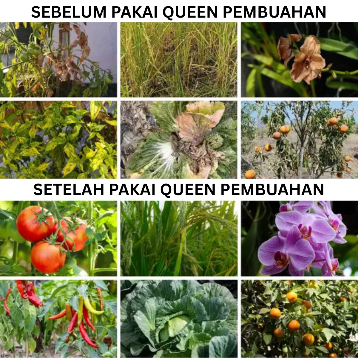Perbandingan sebelum dan sesudah menggunakan Pupuk Queen Tonic