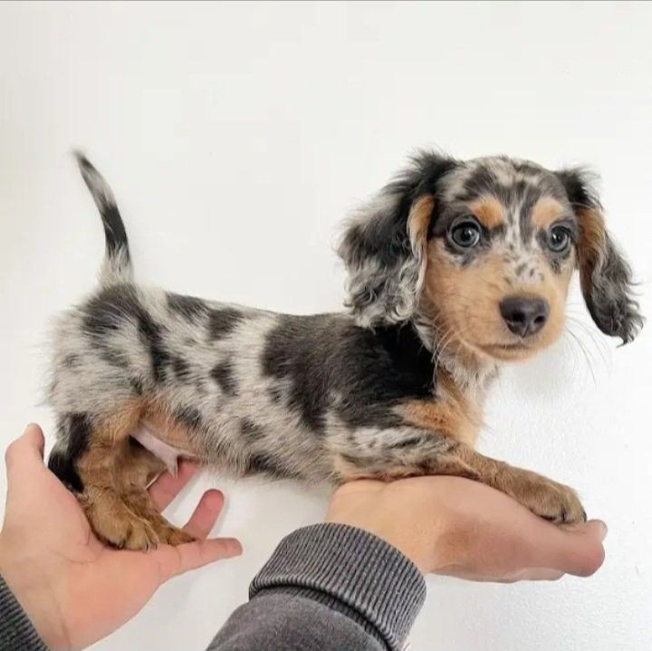 Small gray, black, and light brown Dachshund puppy being held in hands