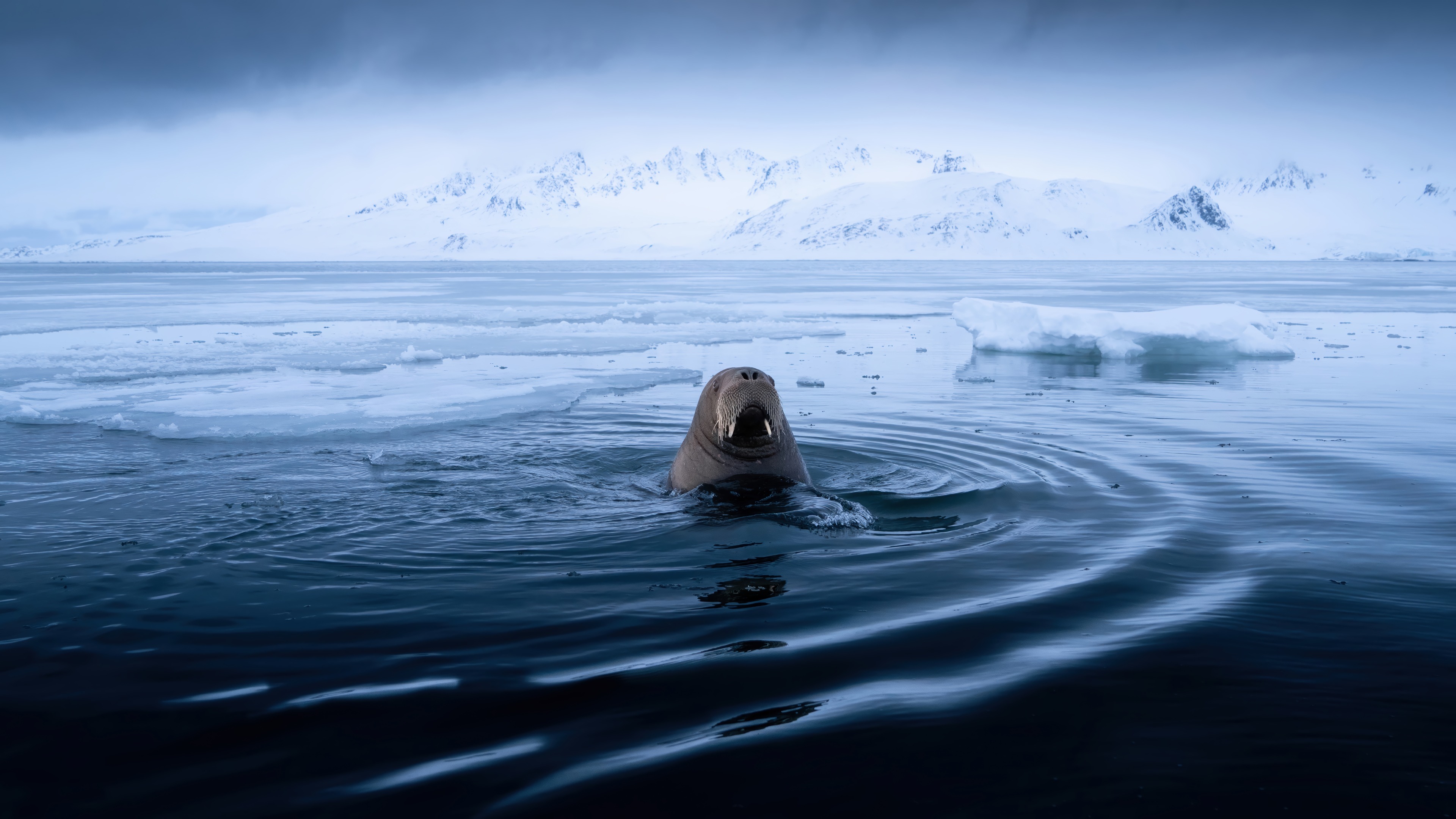 Walrus Arctic Ocean