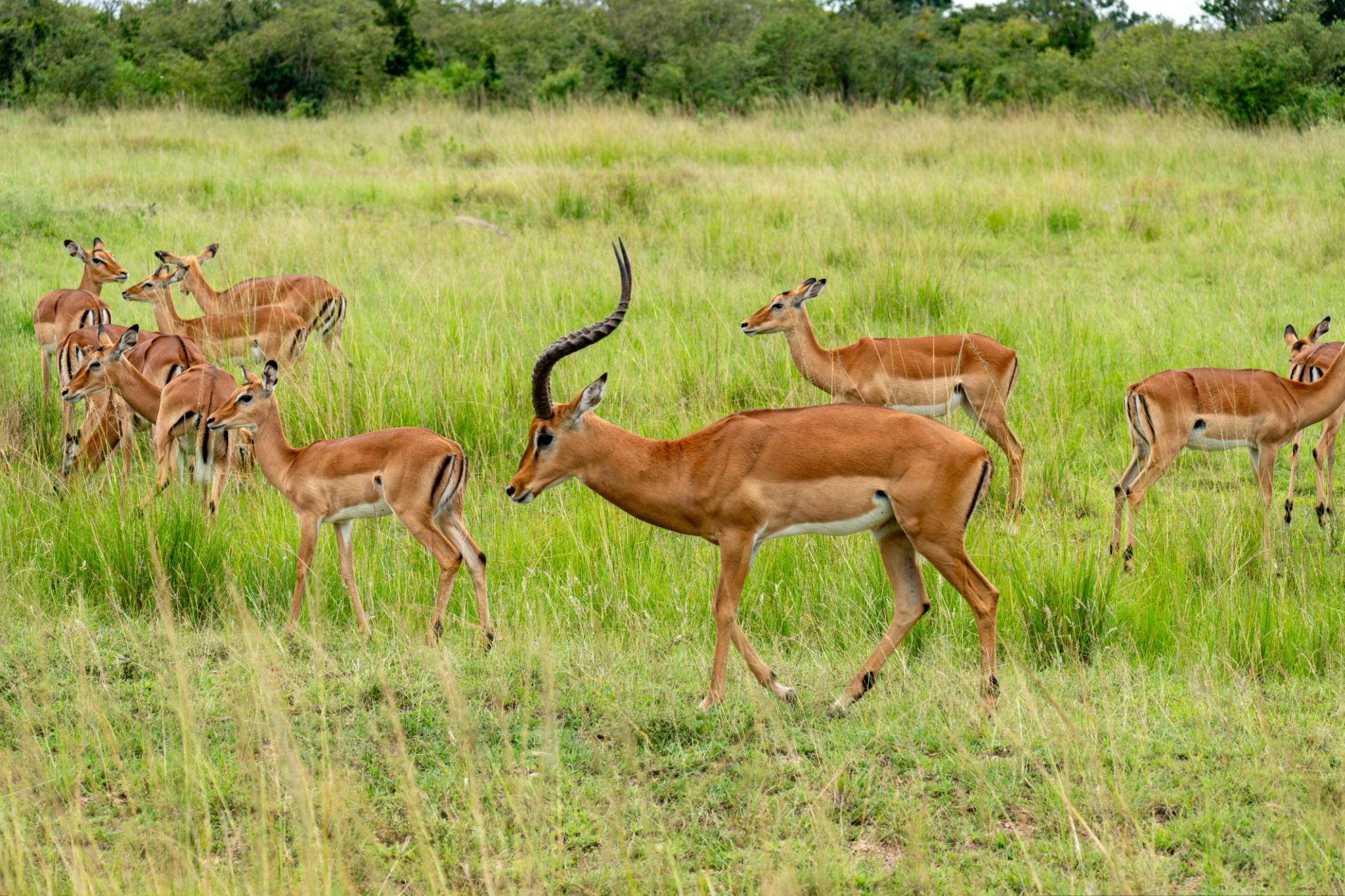 Impala Safari