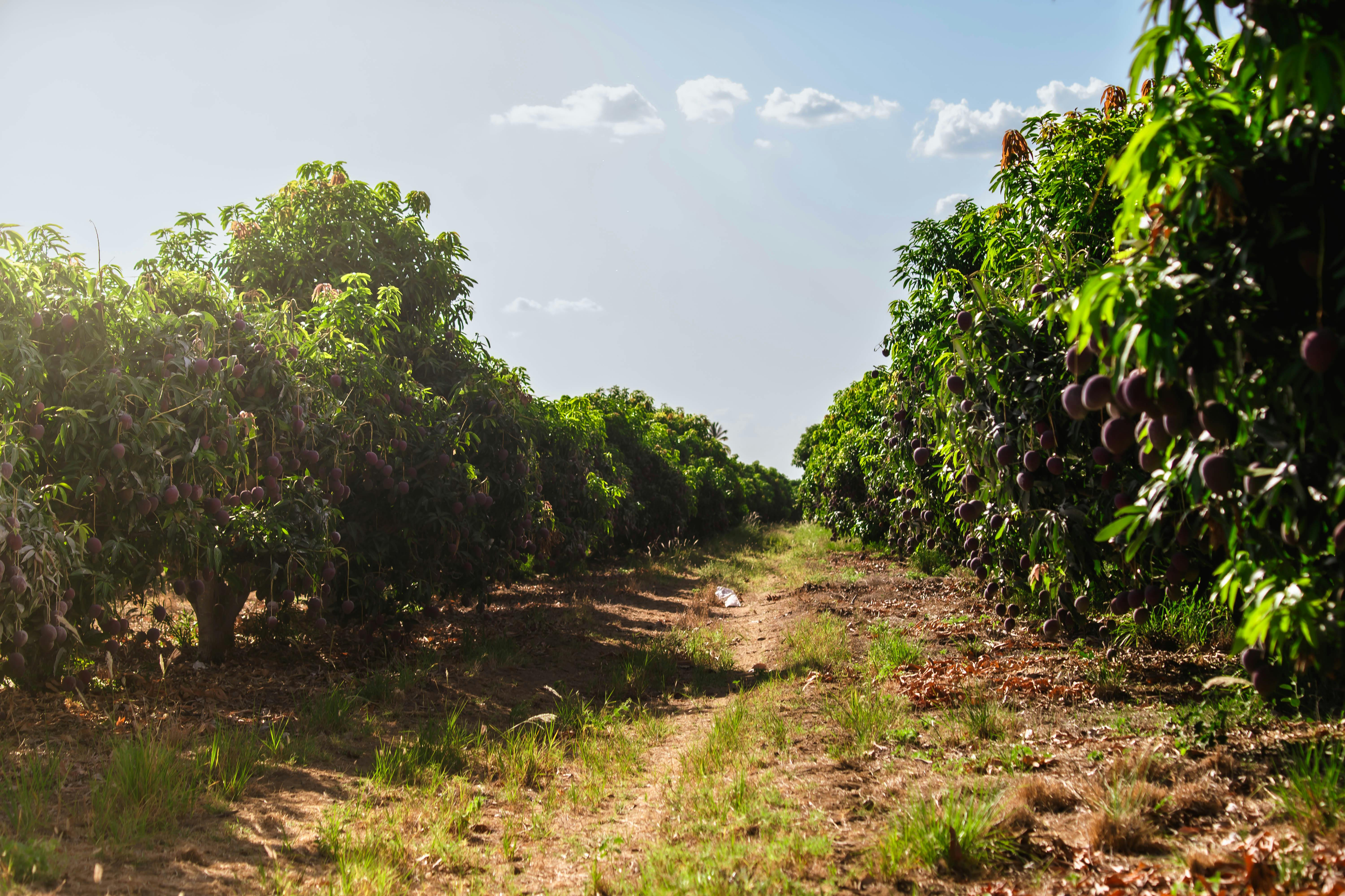Verger d'arbres fruitiers en Afrique