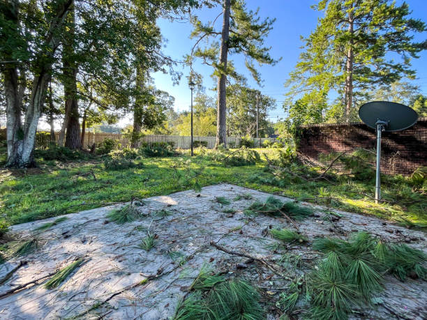Wooded residential property with scattered pine branches and winter debris across open ground near red brick wall and satellite dish, tall trees with dense foliage surrounding the yard, clear sky showing natural area before professional spring yard cleanup restoration