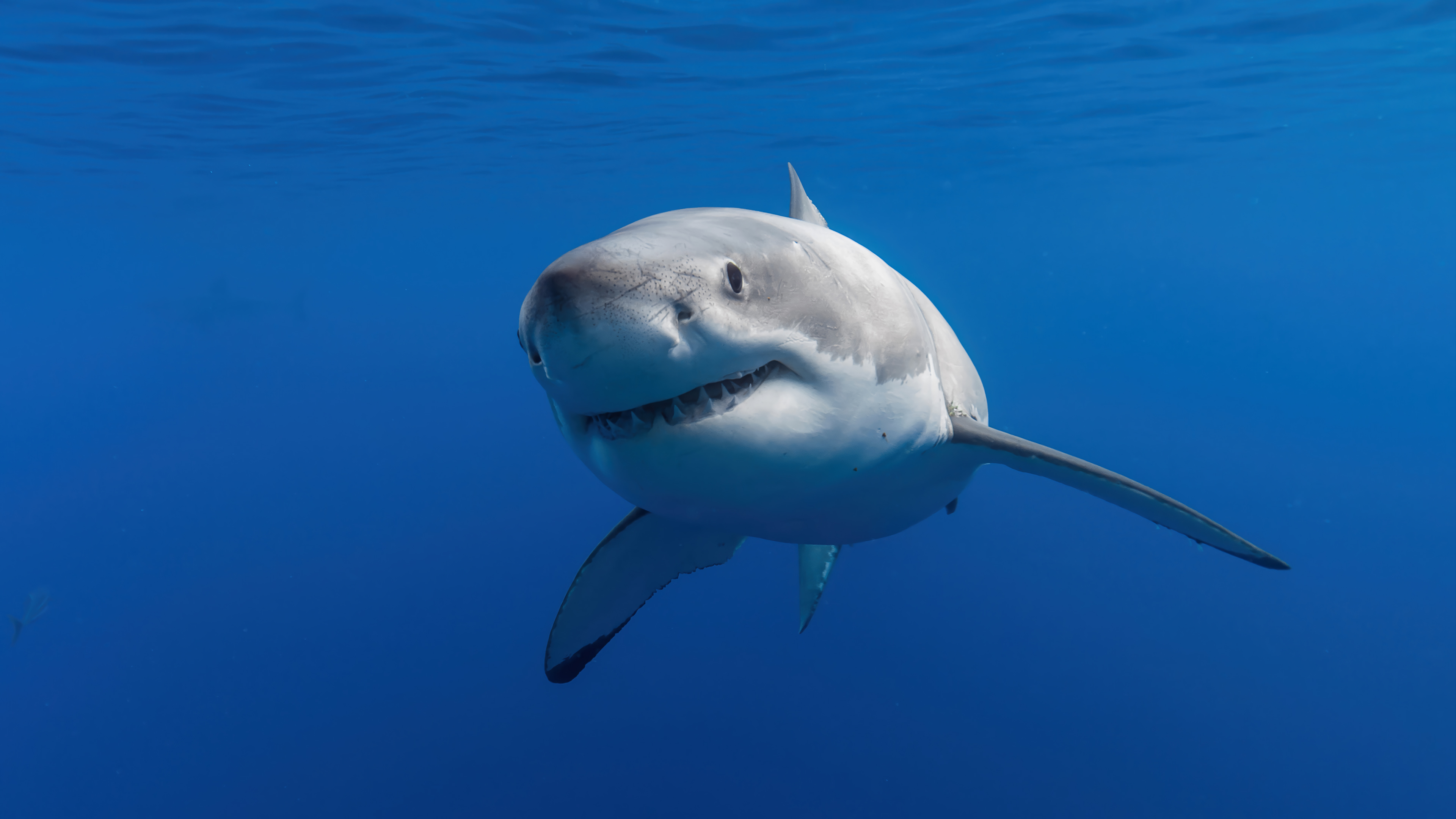 Blue Ocean Shark