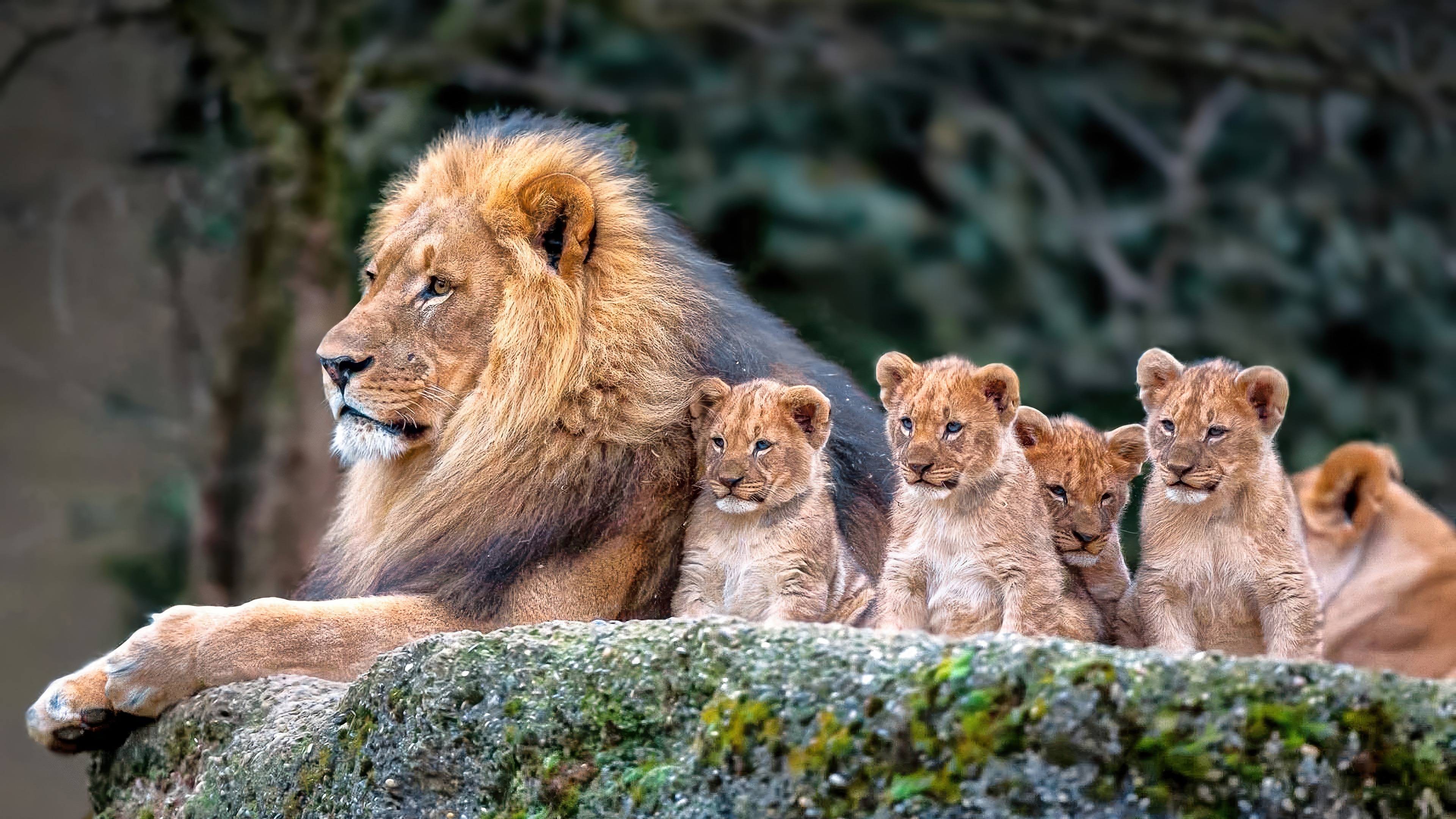 Lion with Cubs