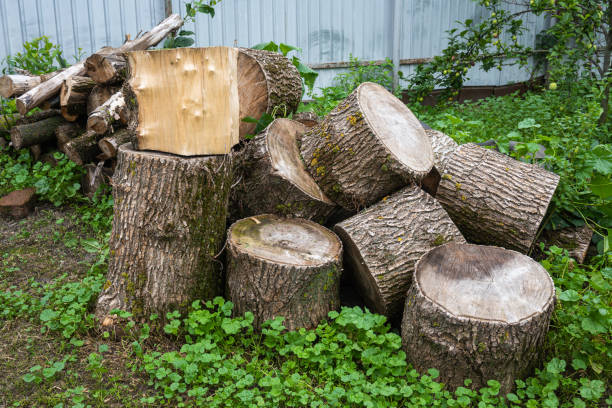 Collection of tree stumps of various sizes with visible cut surfaces and bark texture stacked on grass area behind light metal fence surrounded by green vegetation, representing stumps awaiting professional grinding removal service