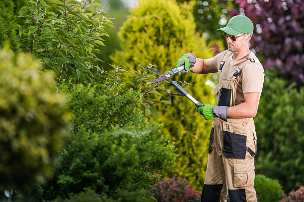 Professional landscaping services keep your yard looking great without the premium price tag